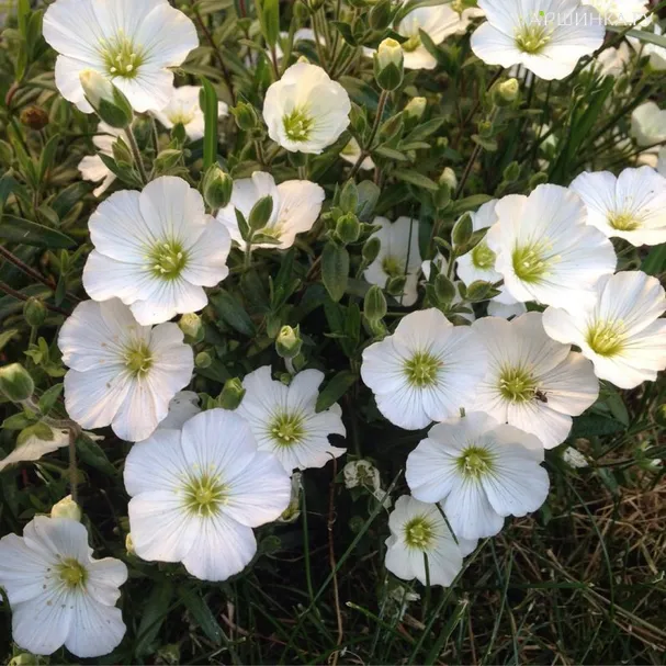 Аренария (Песчанка) горная Близзард