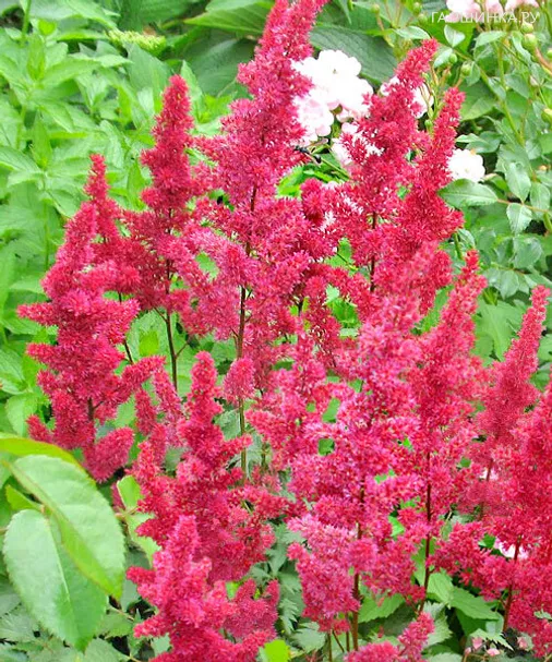 Астильба Арендса Гертруд Брикс