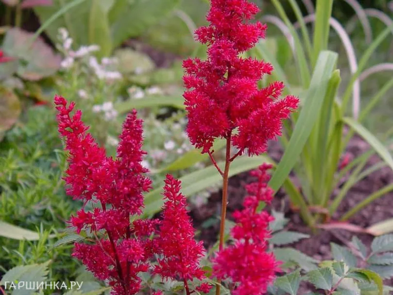 Астильба Арендса Спартан