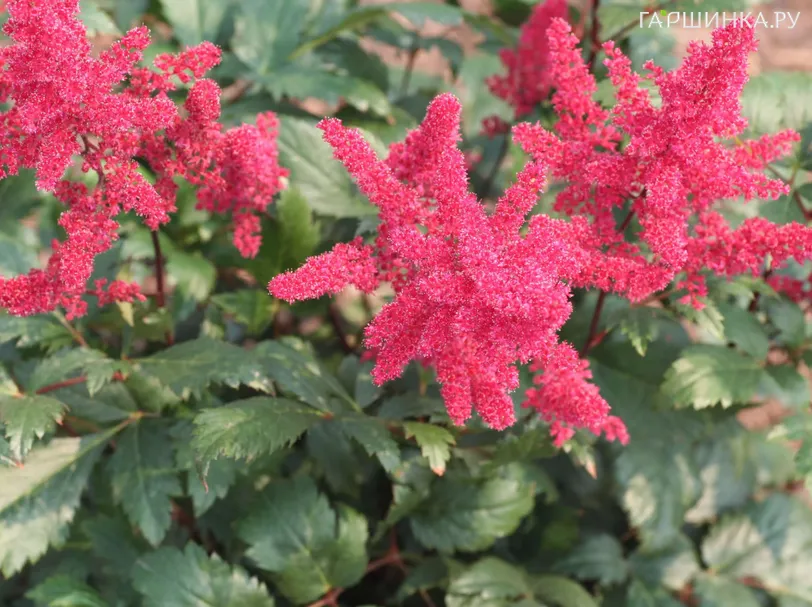 Астильба арендса Спинелл
