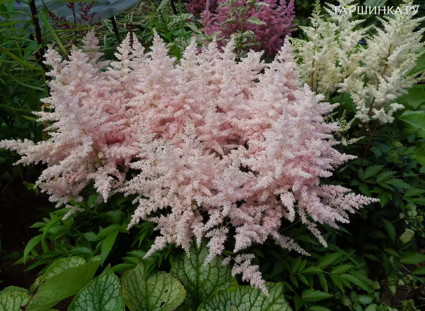Астильба гибридная Юник Силвери Пинк