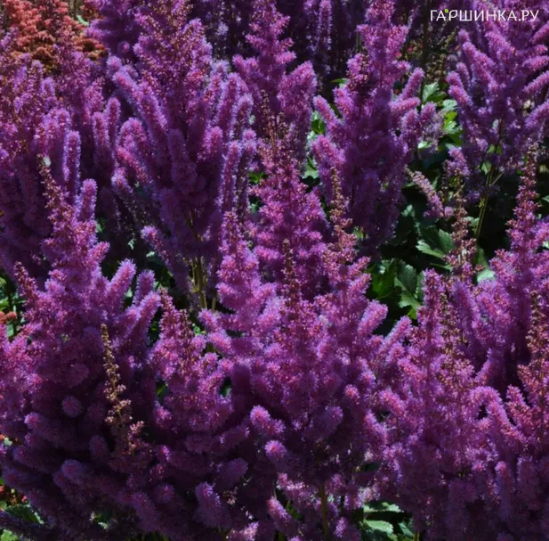Астильба Блэк Перлс китайская