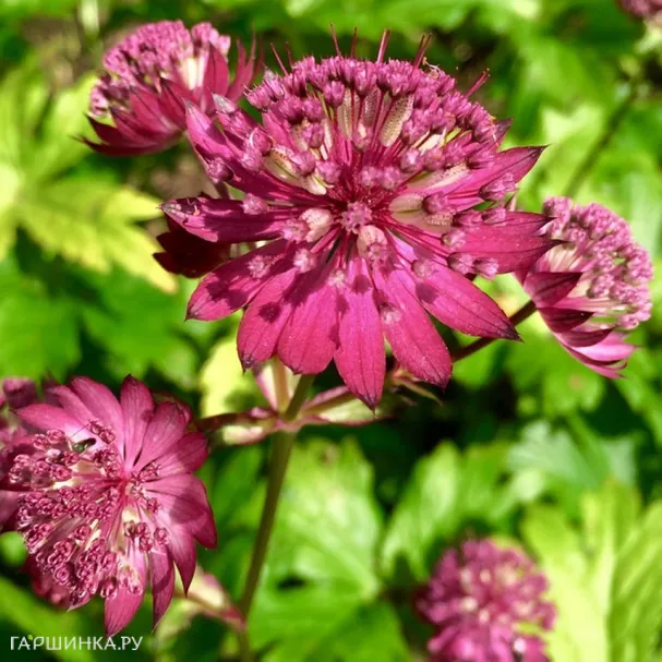 Астранция Рубра