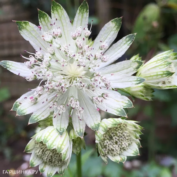 Астранция Шегги