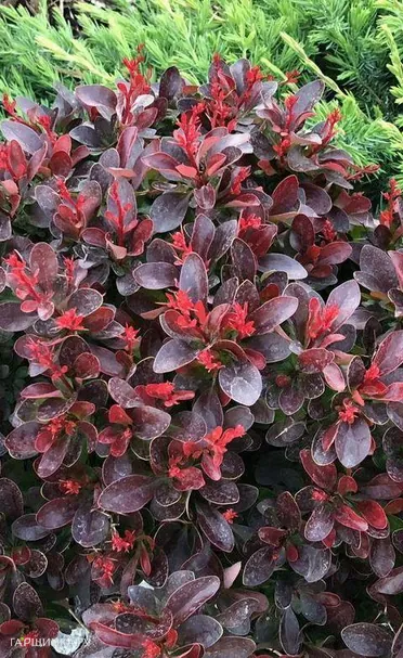 Барбарис Тунберга Атропурпуреа Нана