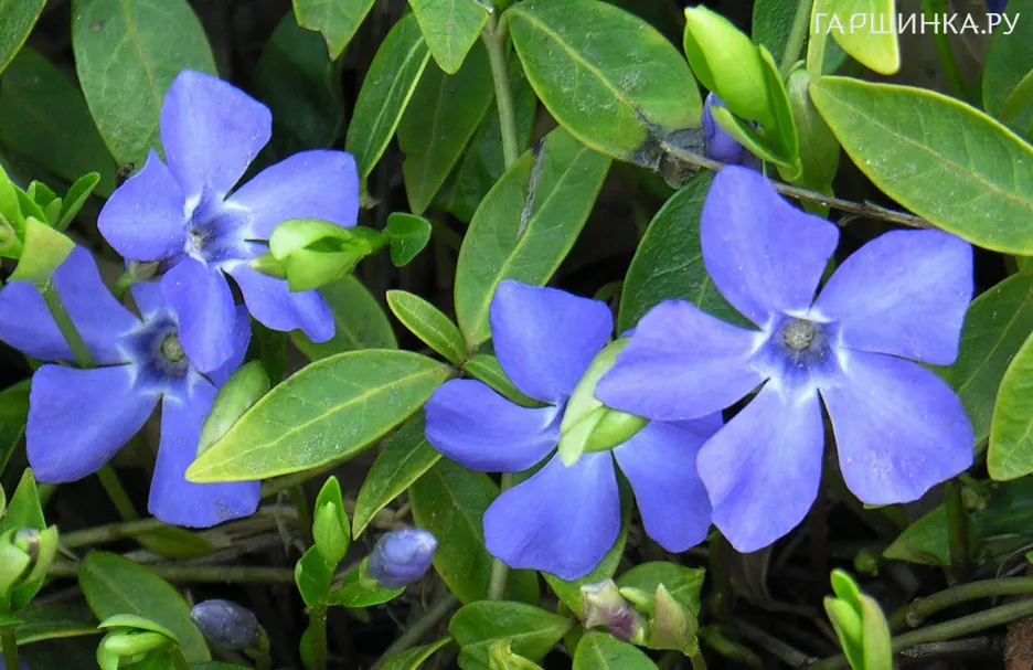 Барвинок малый Аргентеовариегата