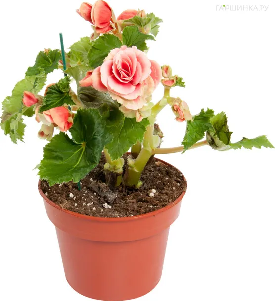 Бегония элатиор Бориас