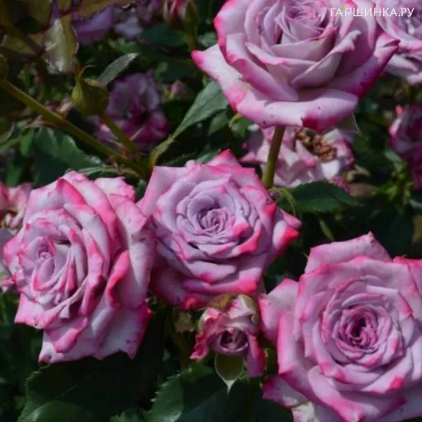 Роза Бич Хилкадо флорибунда, Империал Роуз Imperial Rose