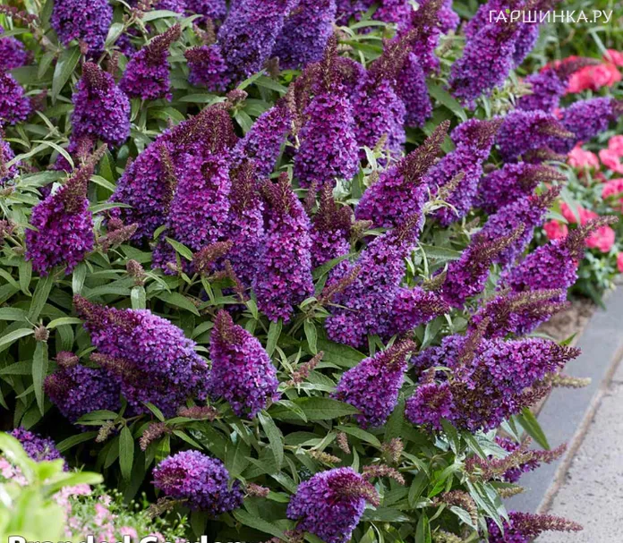 Буддлея Давида Батерфляй Канди Литл Пурпл