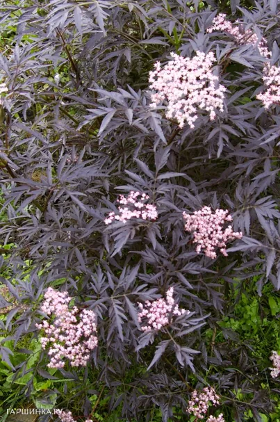 Бузина черная Блэк Лейс