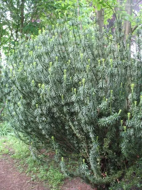 Тис головчатый Фастигиата