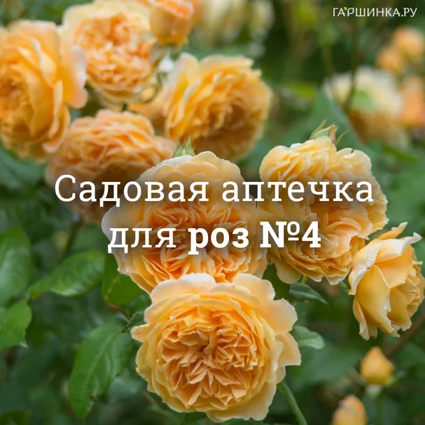 Аптечка для роз №4