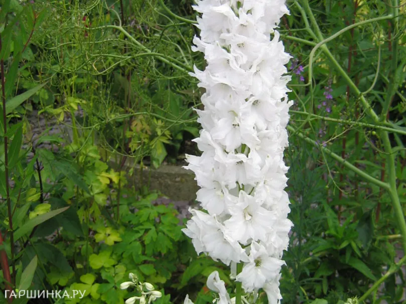 Дельфиниум Пацифик Вайт