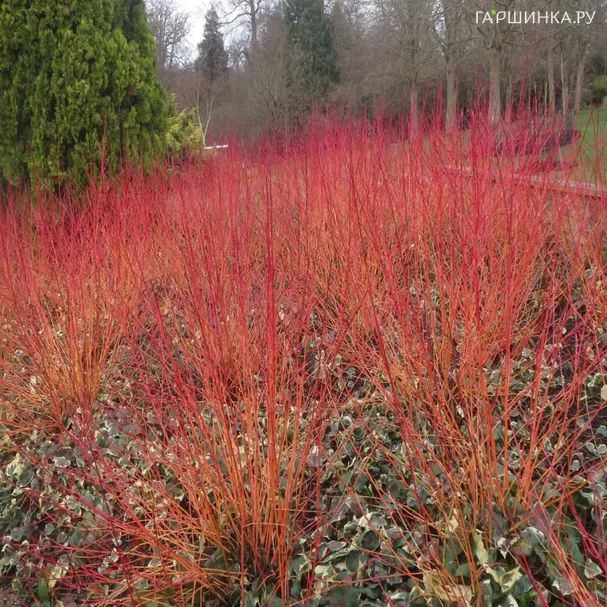 Дерен кроваво-красный Анна Винтер Оранж