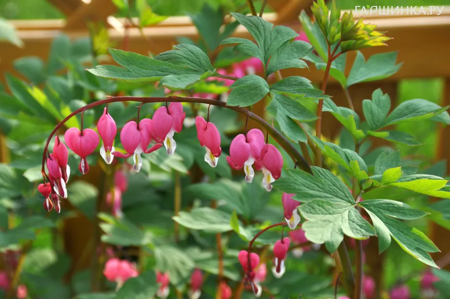 Дицентра великолепная Спринг Голд