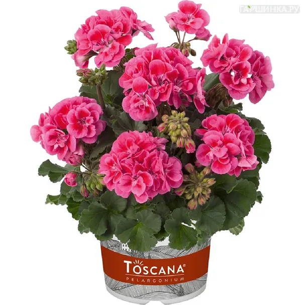 Пеларгония зональная Toscana Dolce Vita Rose Eye