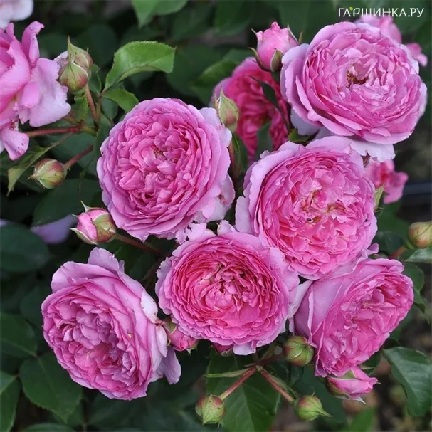 Роза Дольче, Фено Гено (лиц)