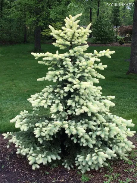 Ель колючая Биалобок