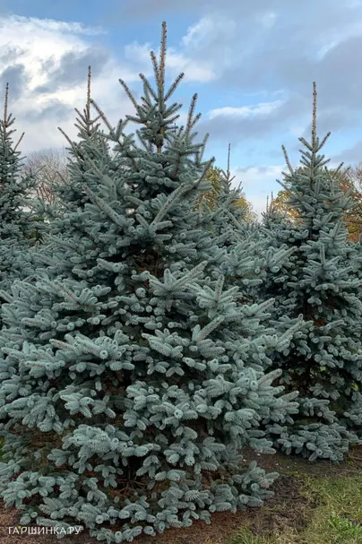 Ель колючая Глаука голубая
