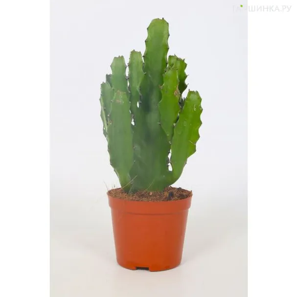 Эуфорбия Абиссинская