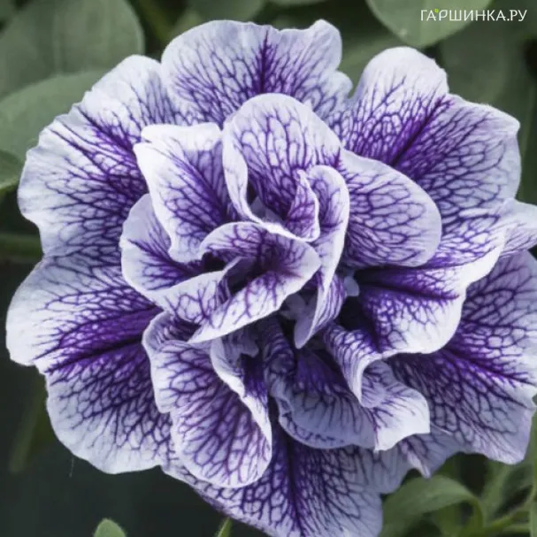 Петуния вегетативная Тумбелина Присцилла Про