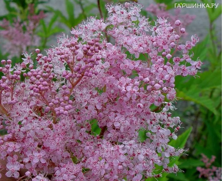 Филипендула	 rubra Venusta Magnific