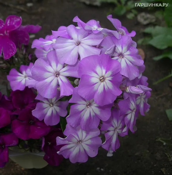 Флокс Лунный камень