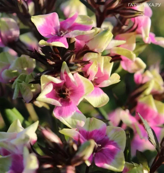 Флокс метельчатый Майкс Чойс