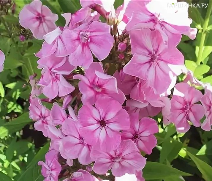 Флокс метельчатый Геркулес