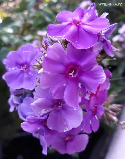 Флокс метельчатый Purple Paradise