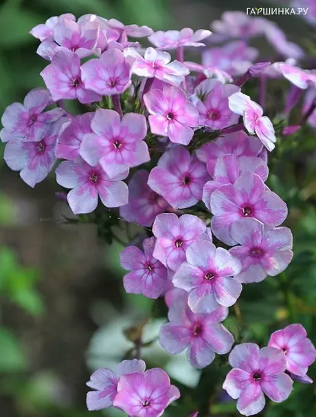 Флокс Мулатка