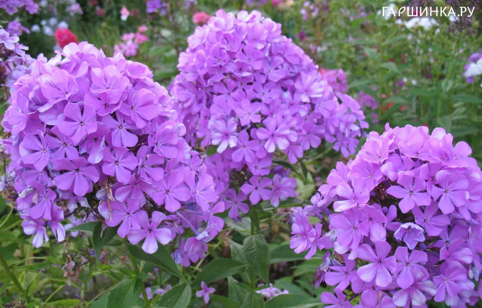 Флокс Сирень Сиреневая