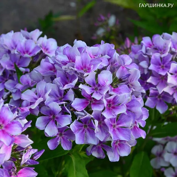 Флокс Юнга