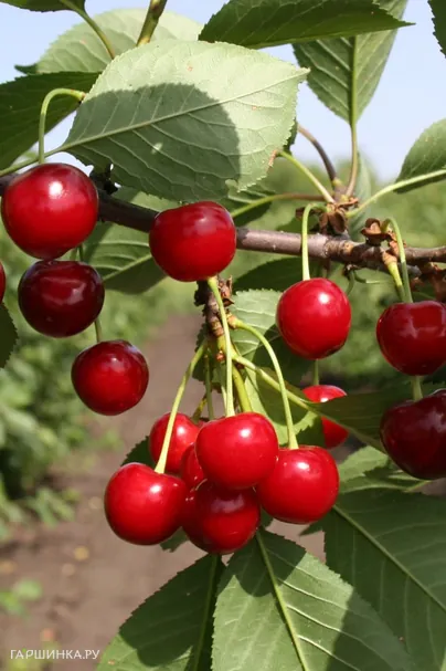 Вишня Причуда