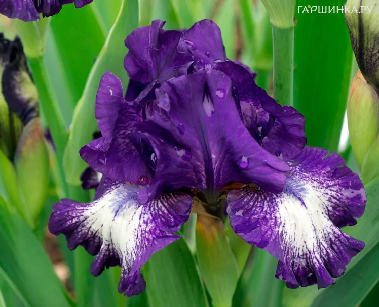 Ирис бородатый Экзотик Стар