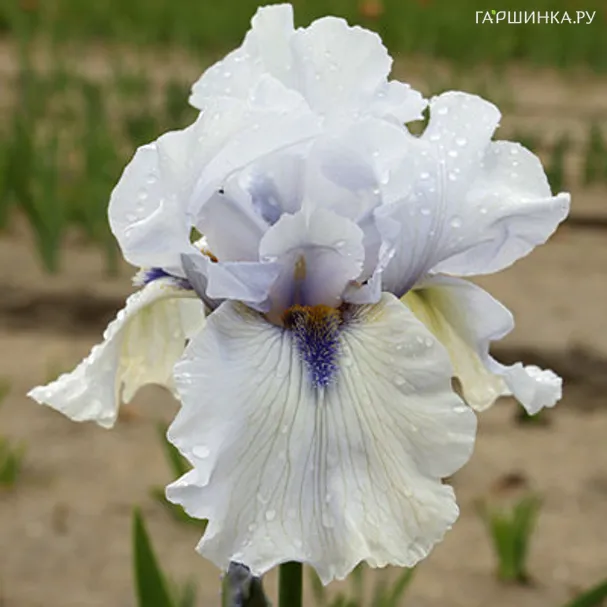 Ирис бородатый Маргарет Виола Вайт