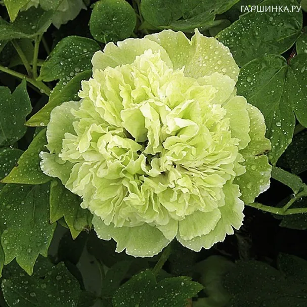 Пион Зеленые Бобы древовидный зеленый