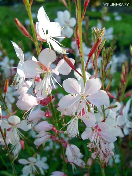 Гаура Линдхеймера Вирлинг Баттерфлайз
