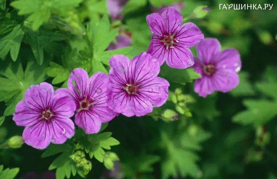 Герань Дилис