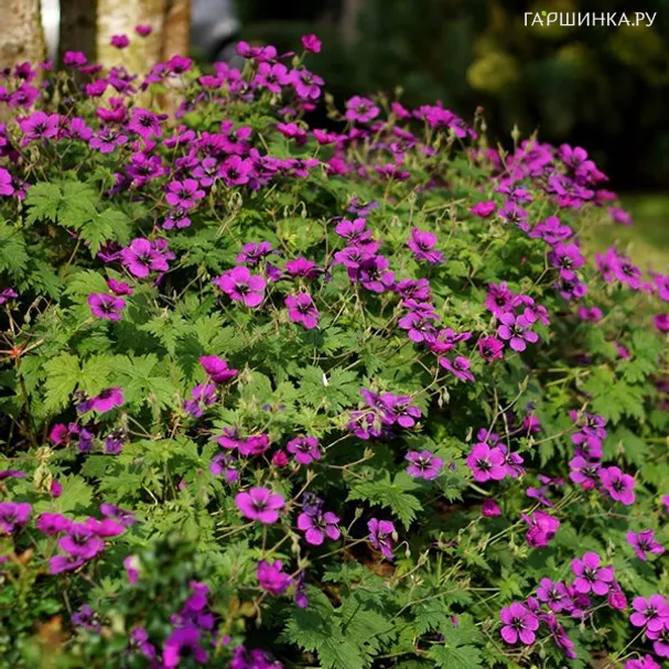 Герань Дрэгон Харт