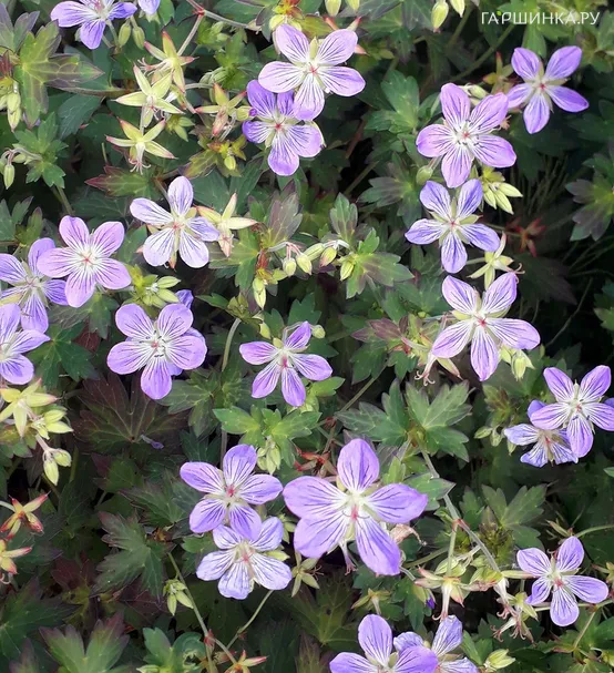 Герань Фэй Анна