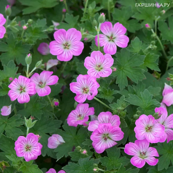 Герань гибридная Мейвис Симпсон