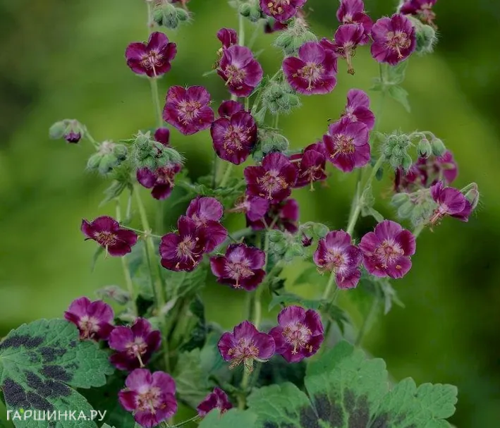 Герань темная Самобор