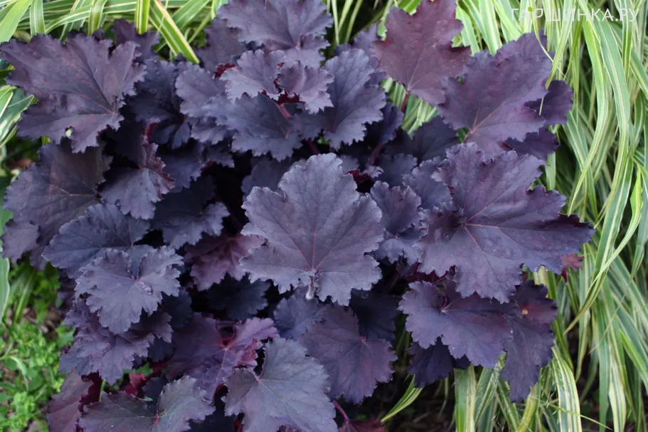 Гейхера Бинош