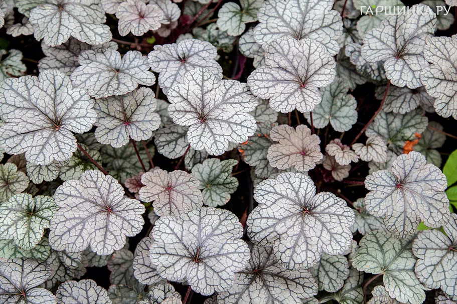 Гейхера Сильвер Лорд