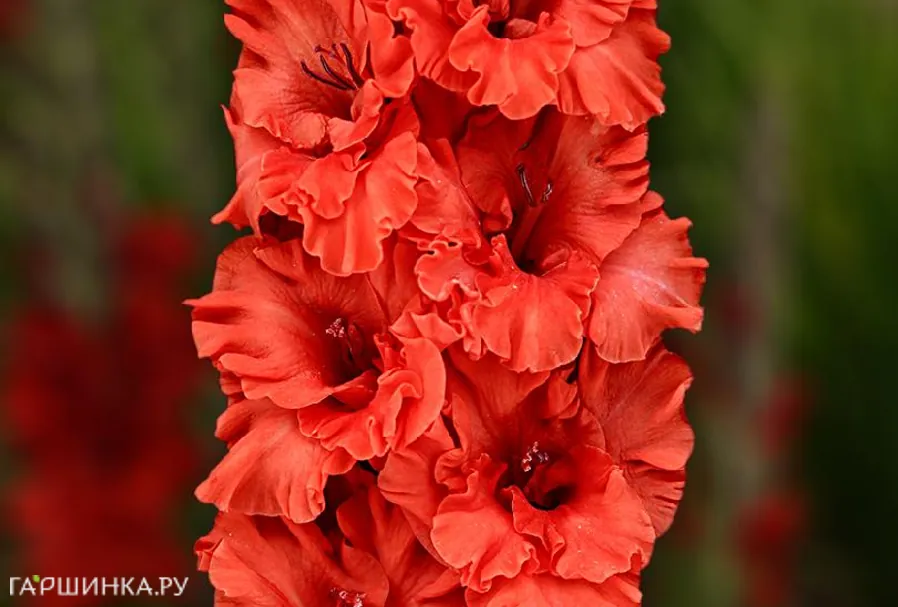 Гладиолус Файр Раффл