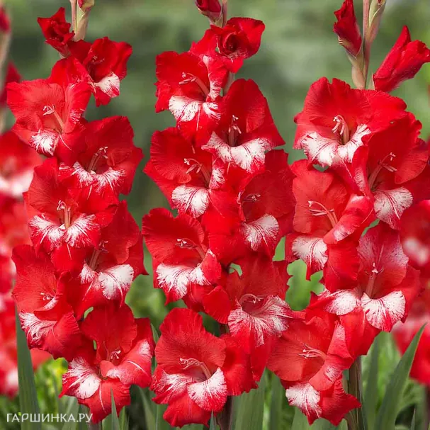 Гладиолус Спарклер