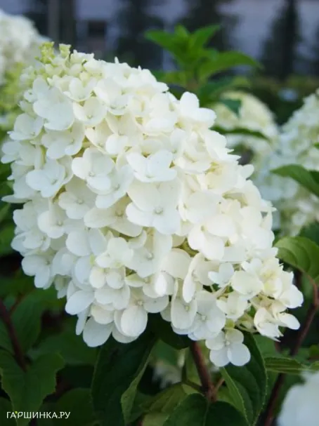 Гортензия Сильвер Доллар (Серебряный доллар) метельчатая