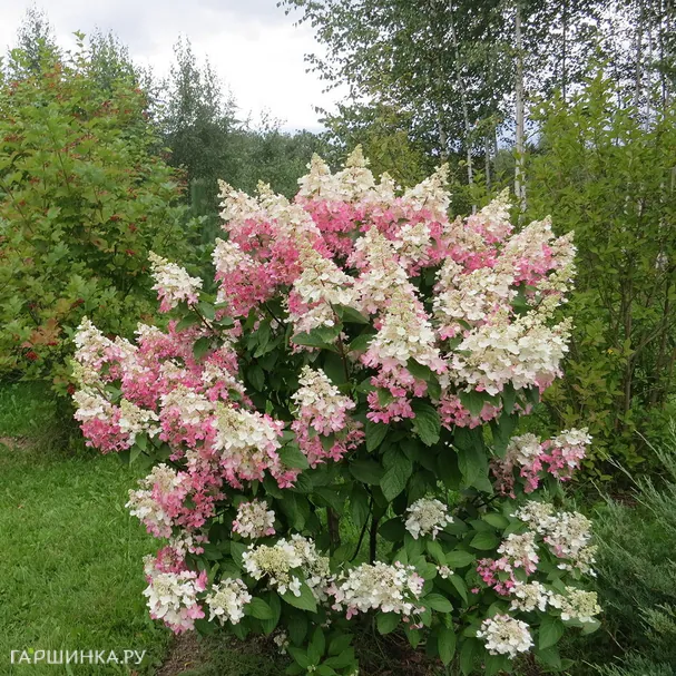 Гортензия метельчатая Пинки Винки