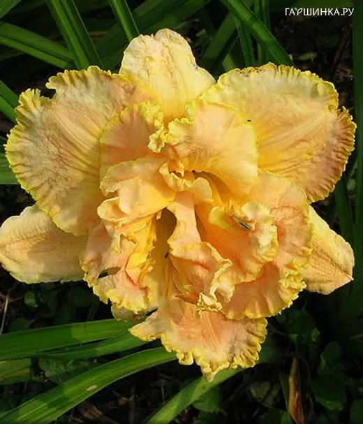 Лилейник Nature's Crown